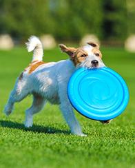 Zabawki dla zwierząt